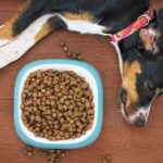 Best Dry Dog Foods