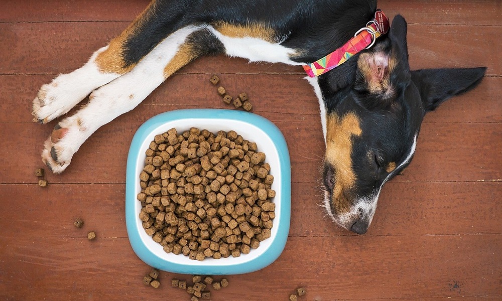 Best Dry Dog Foods For UK Updated 2024 Pet Help Reviews UK