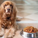 Best Puppy Foods