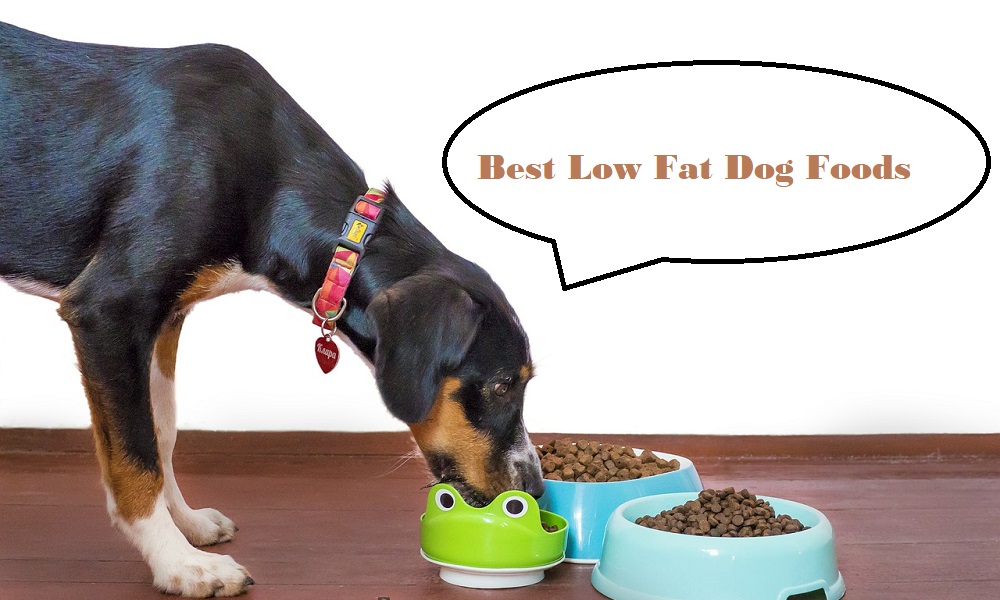 Best Low Fat Dog Foods