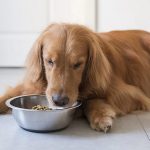 Best Holistic Dog Food UK