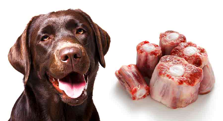 are-beef-tails-safe-for-dogs-pet-help-reviews-uk