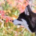 Are Anemone Poisonous to Dogs