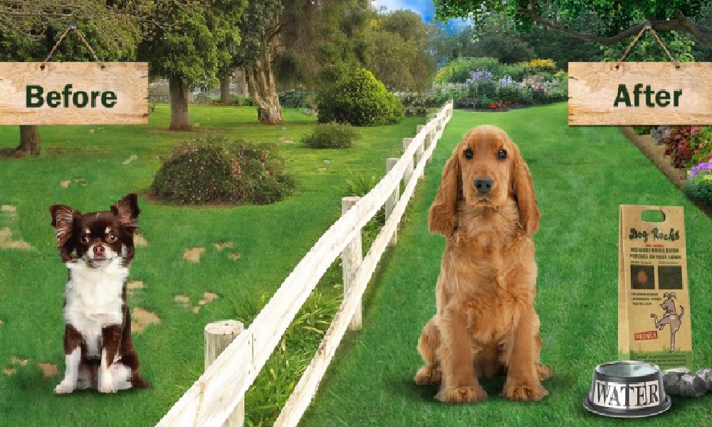 Are Dog Rocks Safe? Pet Help Reviews UK