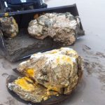 Are Dogs Allergic to Palm Oil