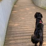 Are Dogs Allowed at Westonbirt Arboretum