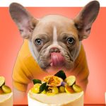 Are Dogs Allowed Custard