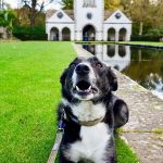 Are Dogs Allowed in Bodnant Gardens