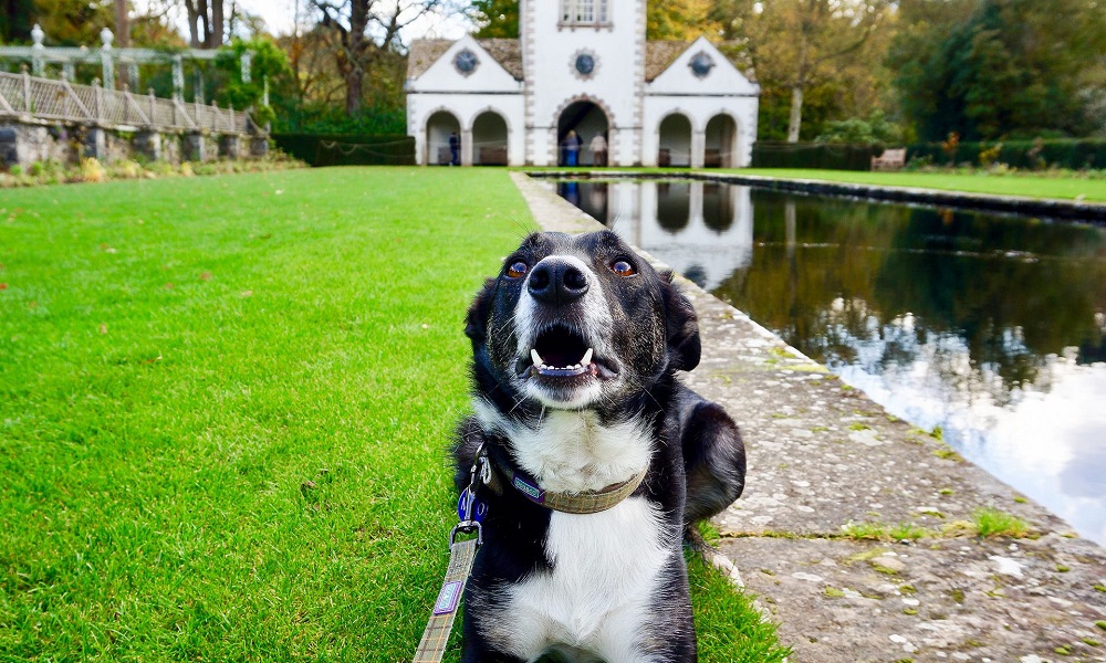 Are Dogs Allowed in Bodnant Gardens