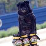 Are Dogs Allowed Marmite