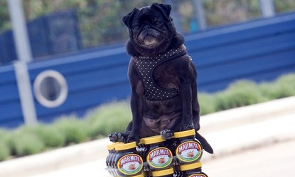 Are Dogs Allowed Marmite