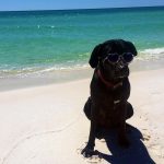 Are Dogs Allowed on Beer Beach