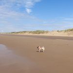 Are Dogs Allowed on Formby Beach