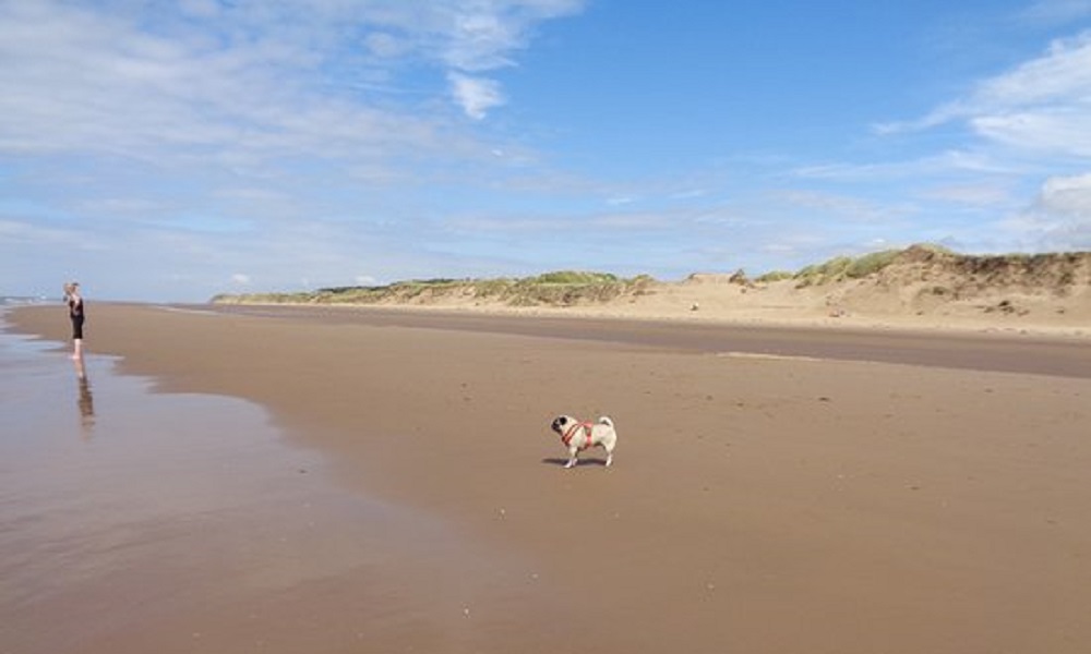 Are Dogs Allowed on Formby Beach