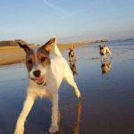 Are Dogs Allowed on Hastings Beach