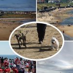 Are Dogs Allowed on South Shields Beach