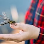 Are Dragonflies Poisonous to Dogs