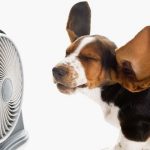 Are Fans Bad for Dogs