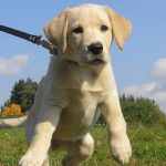 Are Horse Hooves Good for Dogs