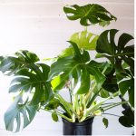 Are Monsteras Toxic to Dogs