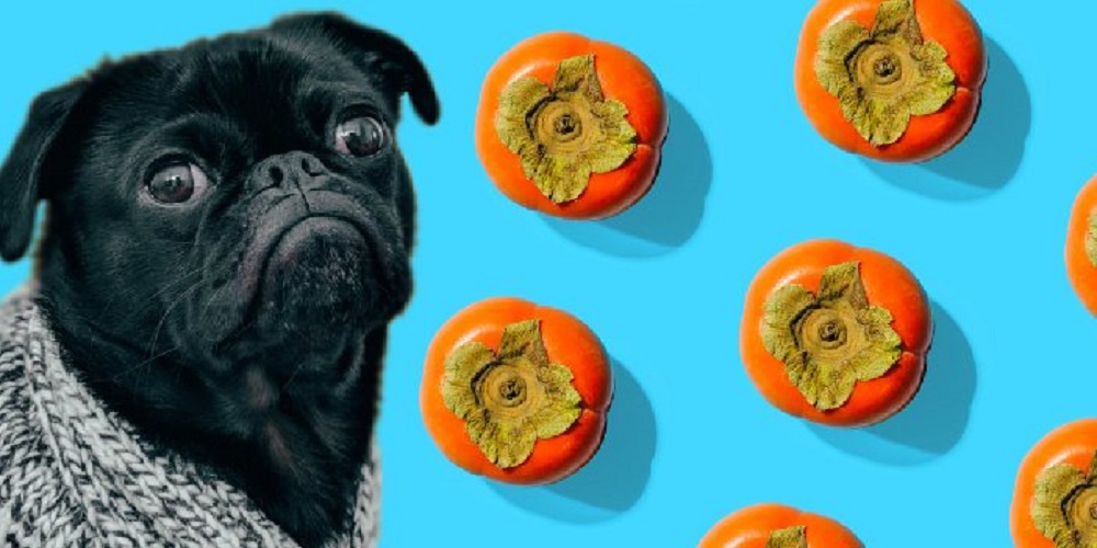 Are Persimmons Bad for Dogs