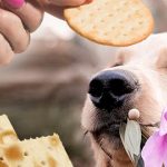 Are Prawn Crackers Bad for Dogs