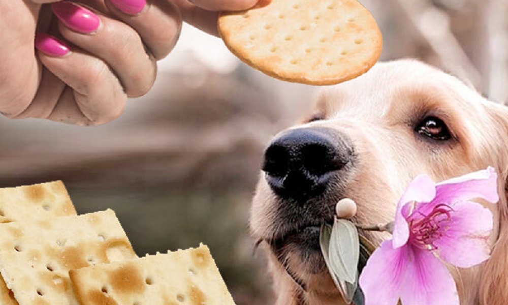 Are Prawn Crackers Bad for Dogs