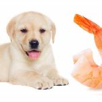 Are Prawns Ok for Dogs
