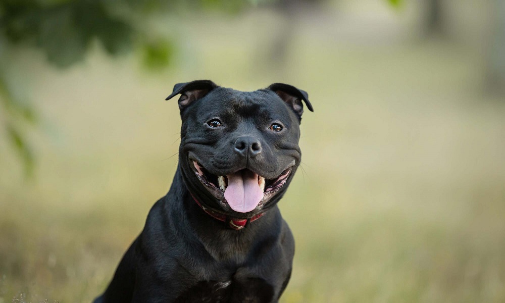 Are Staffies Good With Other Dogs