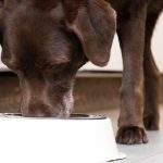 Can a Dog Eat Bread And Butter