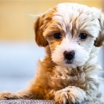 Can a Dog Have Calpol