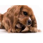 Can Cow Hooves Cause Diarrhea in Dogs