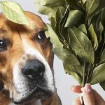 Can Dogs Eat Bay Leaves