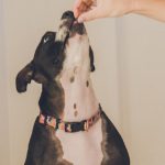 Can Dogs Eat Biltong