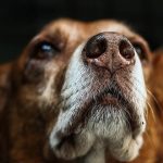 Can Dogs Eat Bisto Gravy