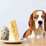 Can Dogs Eat Cheese Rind