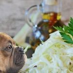 Can Dogs Eat Coleslaw
