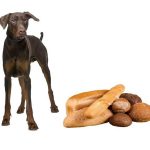 Can Dogs Eat Couscous