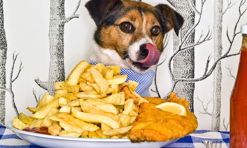 Can Dogs Eat Fish And Chips