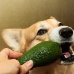 Can Dogs Eat Guacamole
