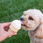 Can Dogs Eat Ice Cream Cones