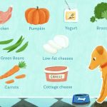 Can Dogs Eat Jammy Dodgers