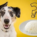 Can Dogs Eat Jasmine Rice