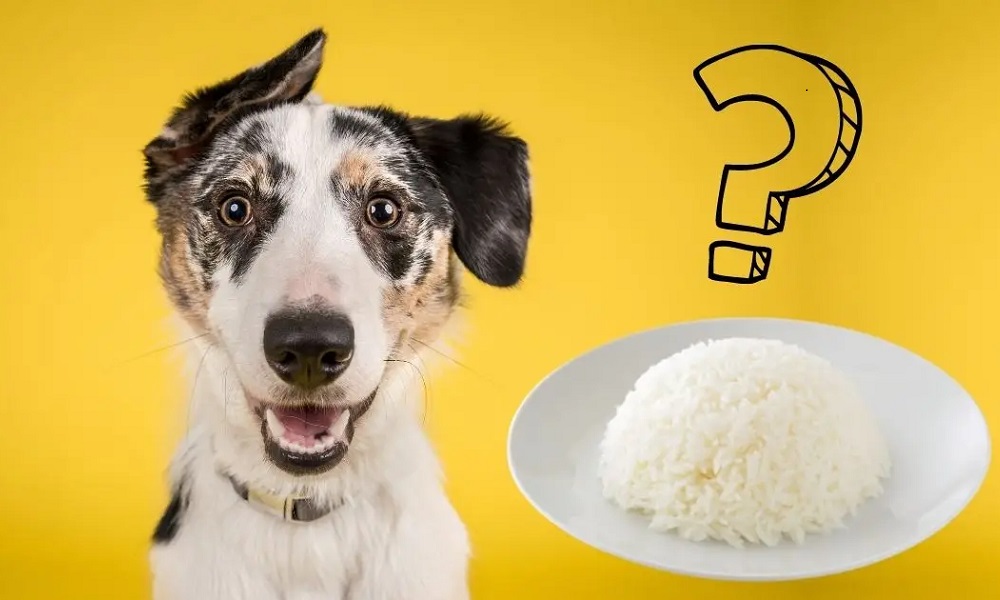 Can Dogs Eat Jasmine Rice