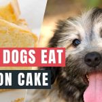 Can Dogs Eat Lemon Cake