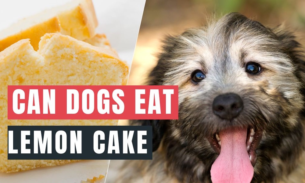 Can Dogs Eat Lemon Cake