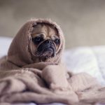 Can Dogs Eat Marrowfat Peas