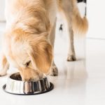 Can Dogs Eat Meat Paste