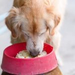 Can Dogs Eat Microwave Rice