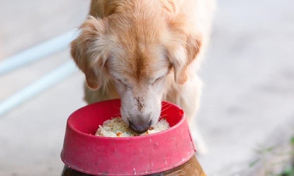 Can Dogs Eat Microwave Rice